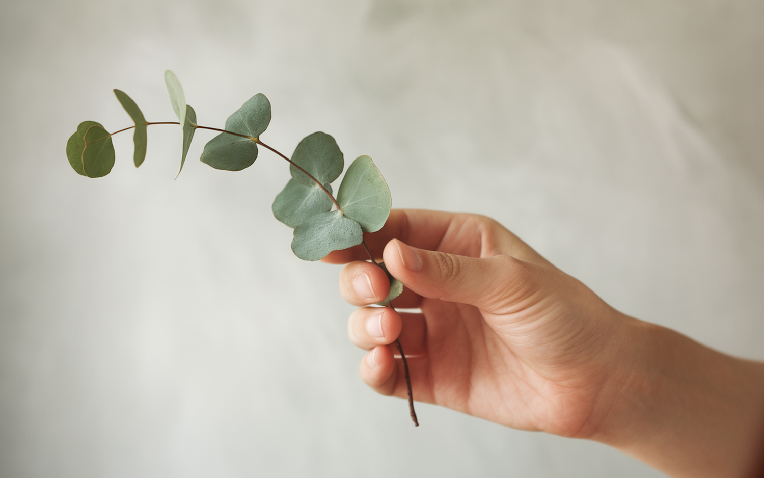 Gentle Hand Holding Eucalyptus Twig