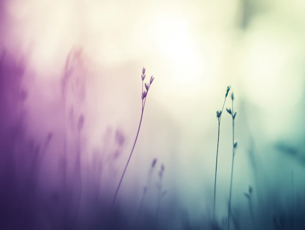 Wildflowers in Focus