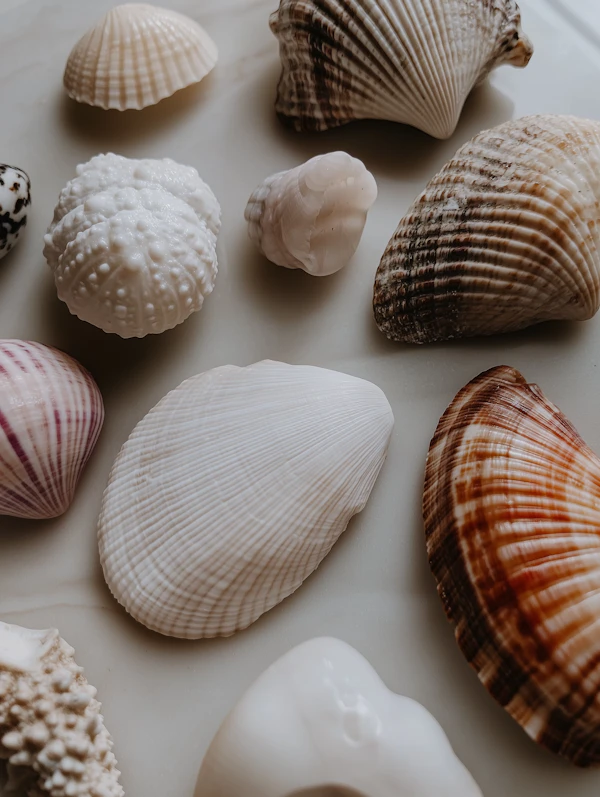 Seashell Collection
