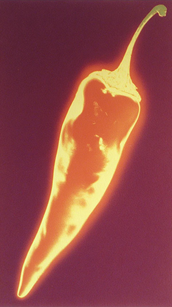 Vibrant Chili Pepper