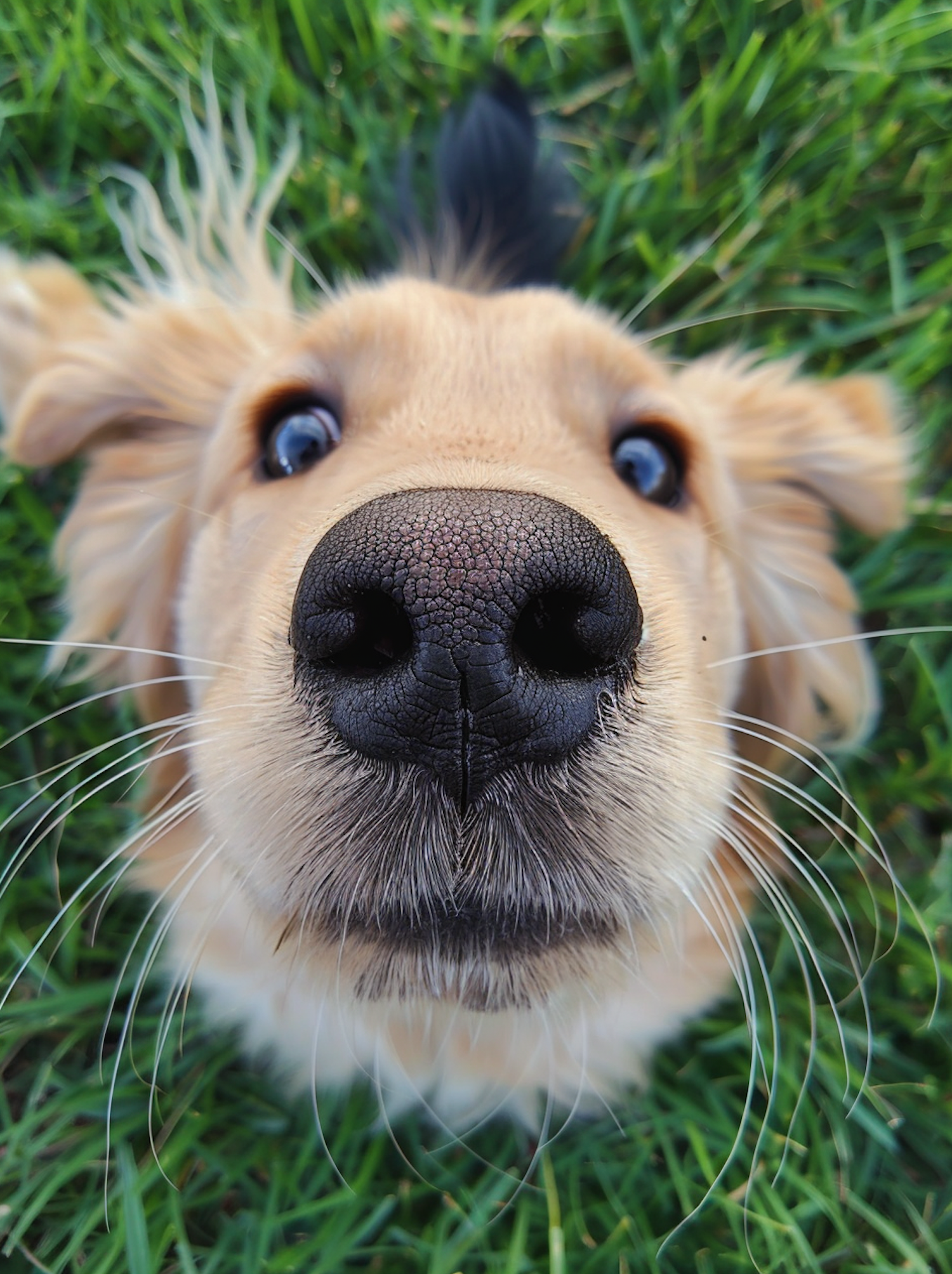 Up-Close Golden Retriever