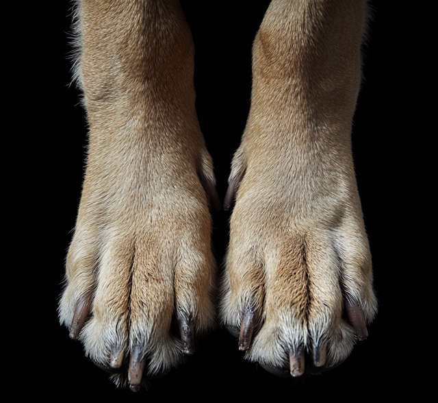 Close-up of Dog Paws