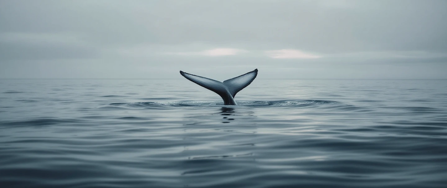 Whale Tail in Ocean