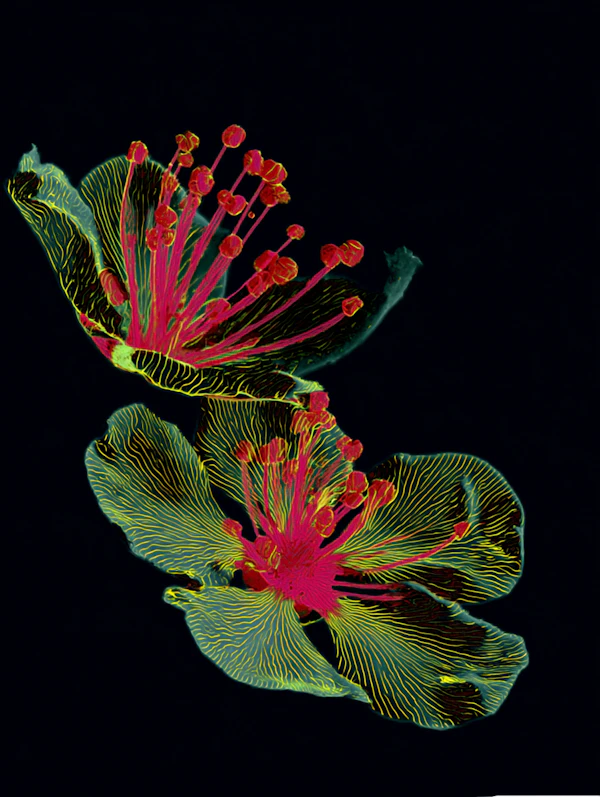 Neon Flower Art