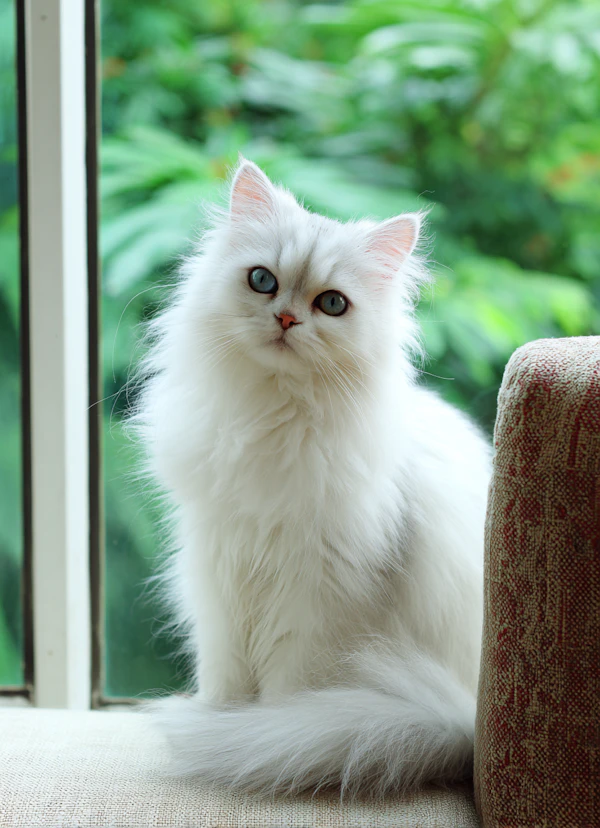 Elegant White Feline