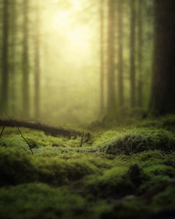 Serene Forest Scene