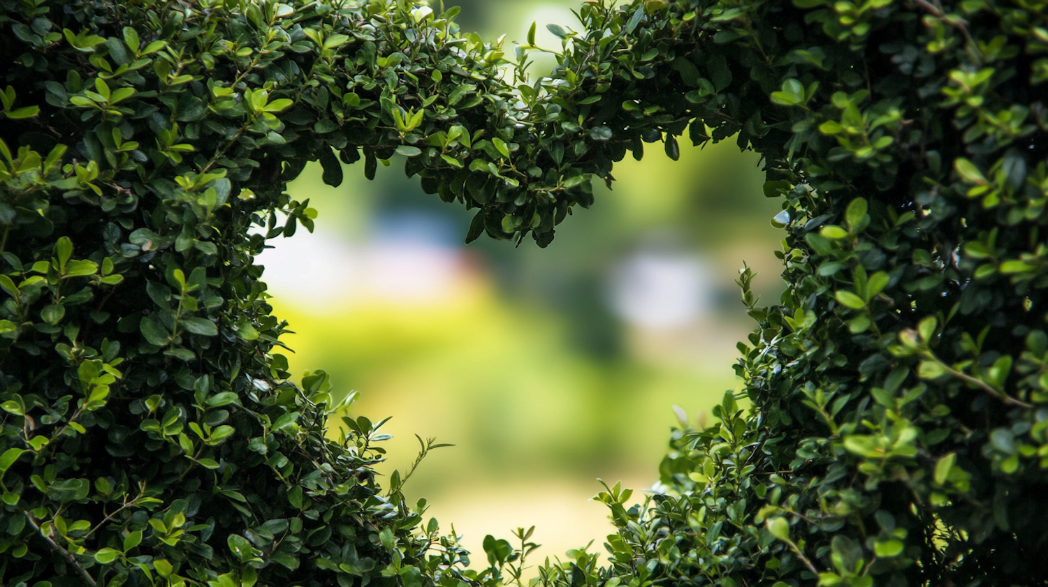 Heart-shaped Hedge