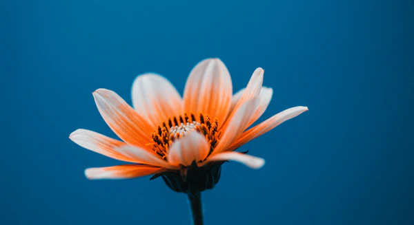 Vibrant Orange Daisy