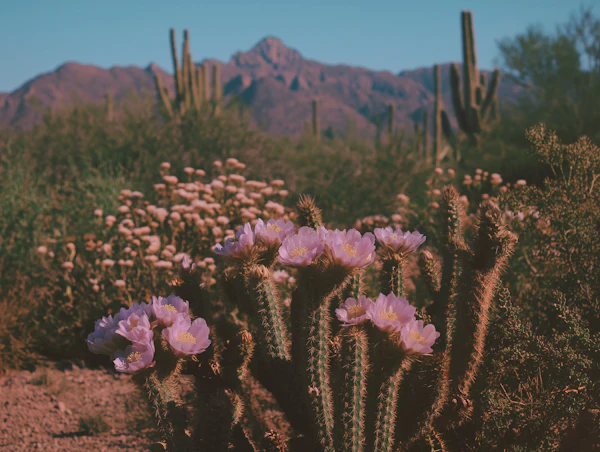 Blooming Desert Landscape