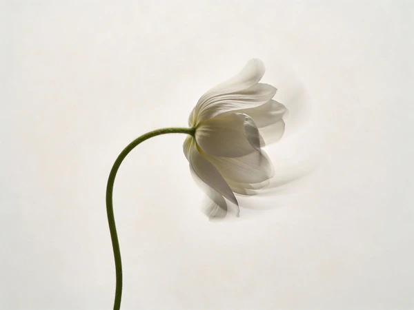Ethereal White Flower