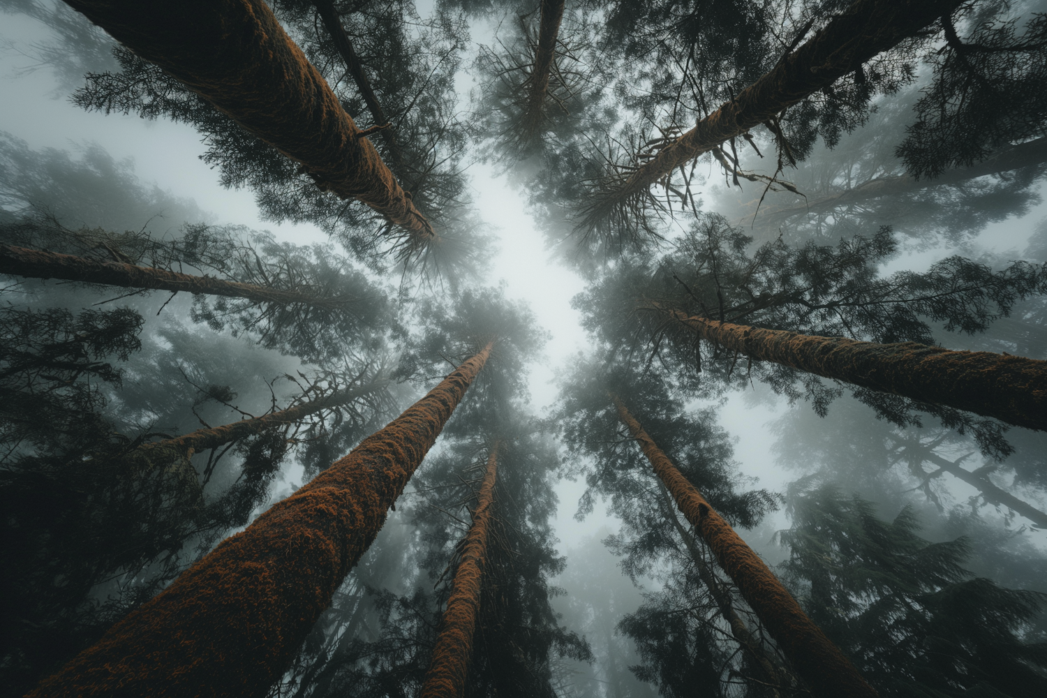 Mystical Foggy Forest Canopy