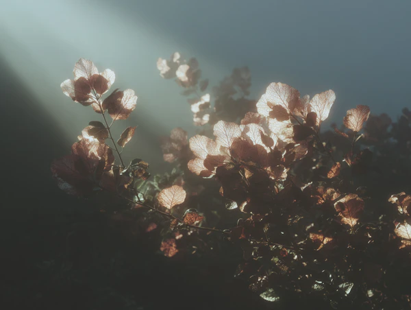 Misty Sunlit Leaves