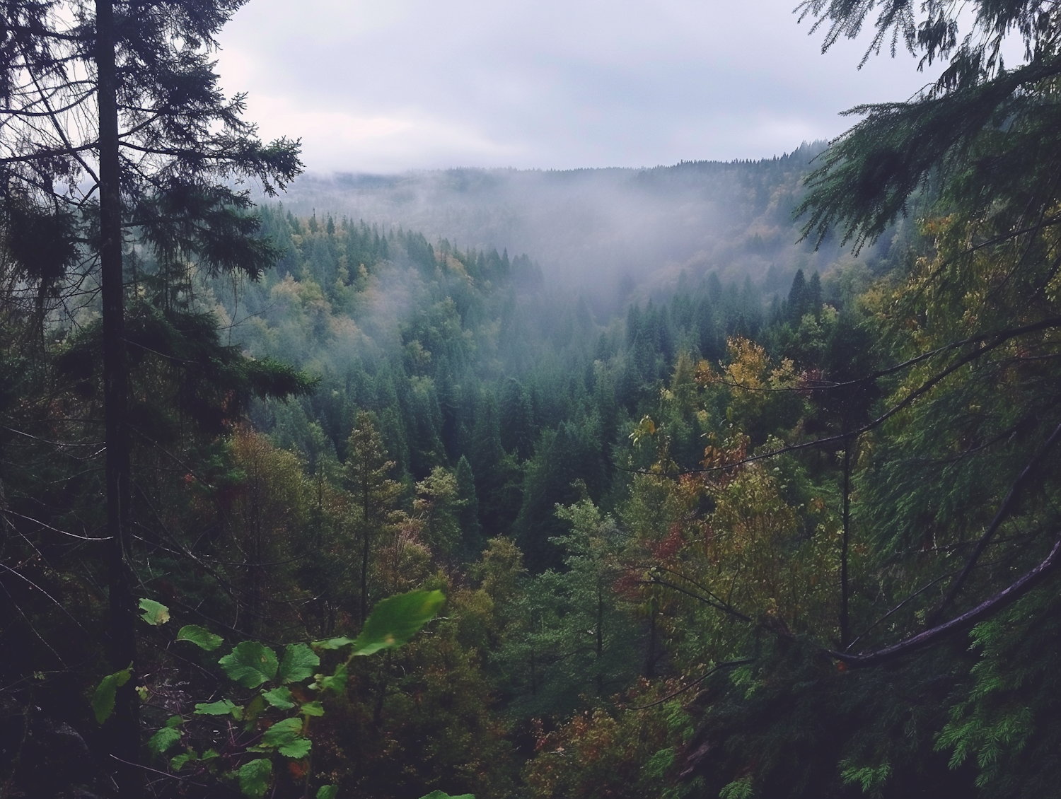 Misty Mountainous Forest at Seasonal Transition