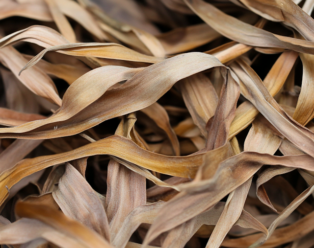 Close-up of Dried Leaves