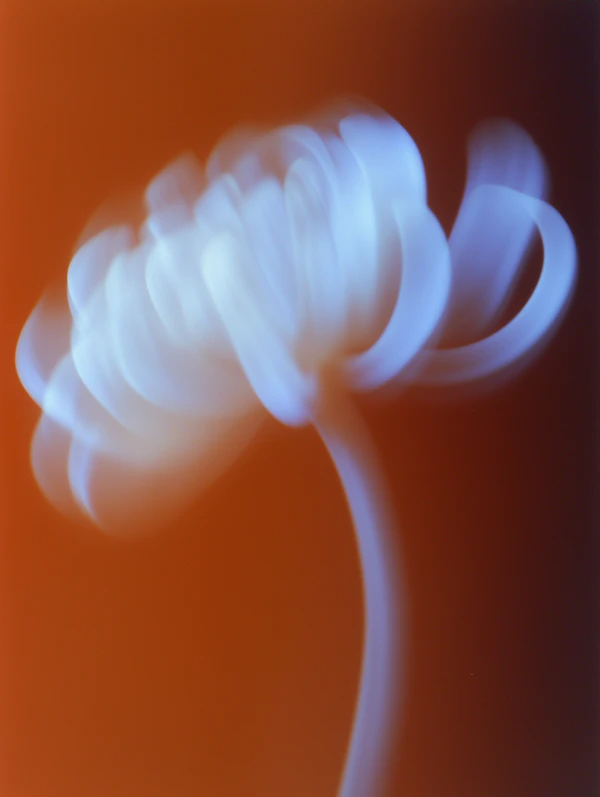 Abstract Flower Glow