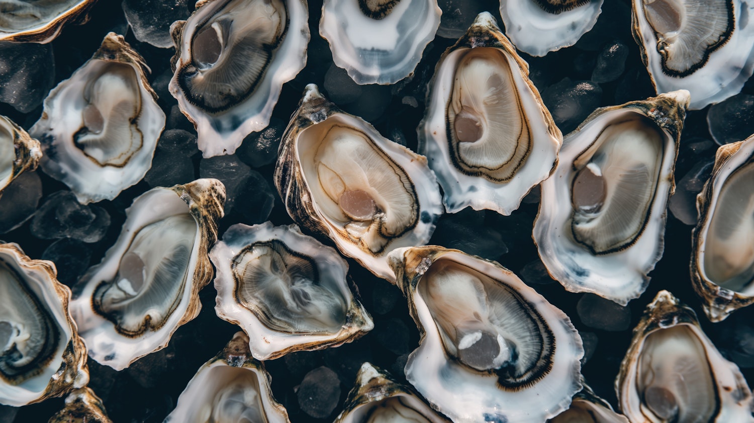Oyster Puns