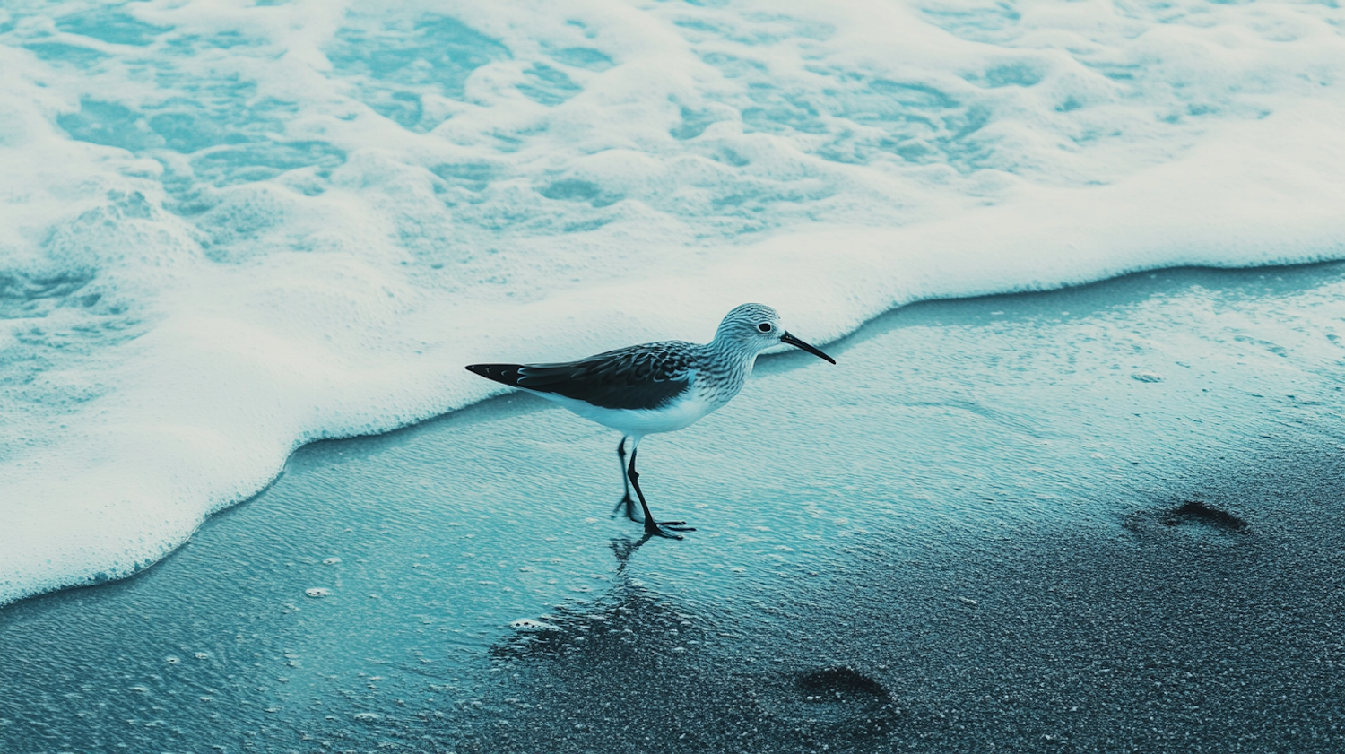 Shorebird at the Ocean's Edge