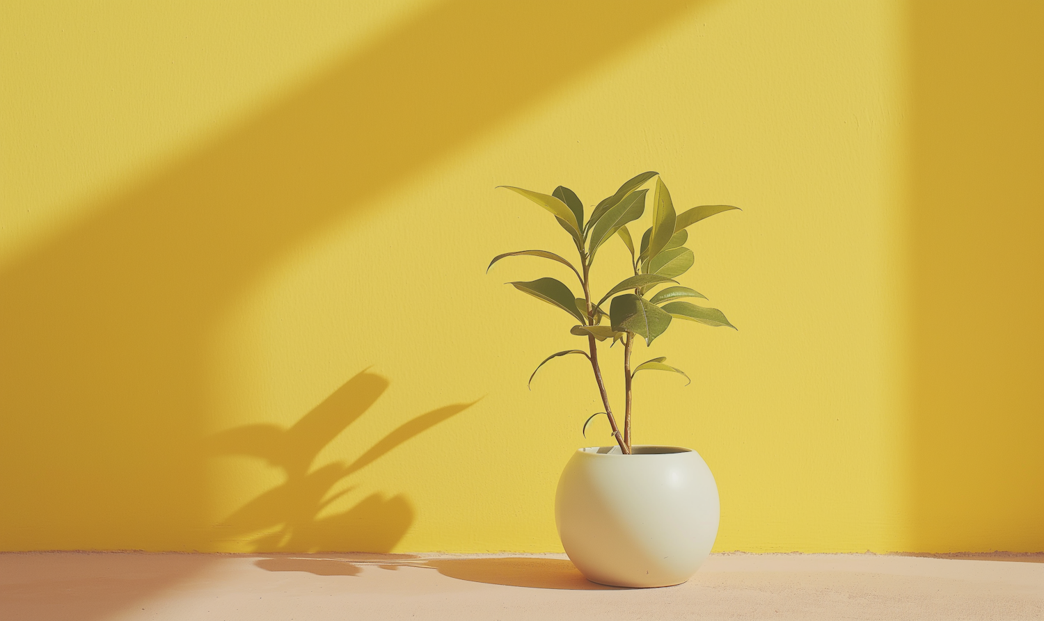 Potted Plant Against Vivid Yellow Backdrop