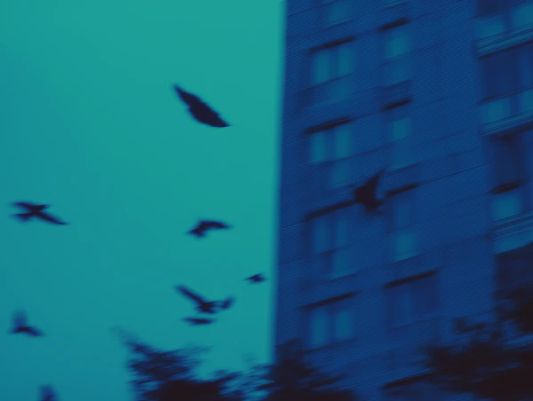 Birds in Flight Scene