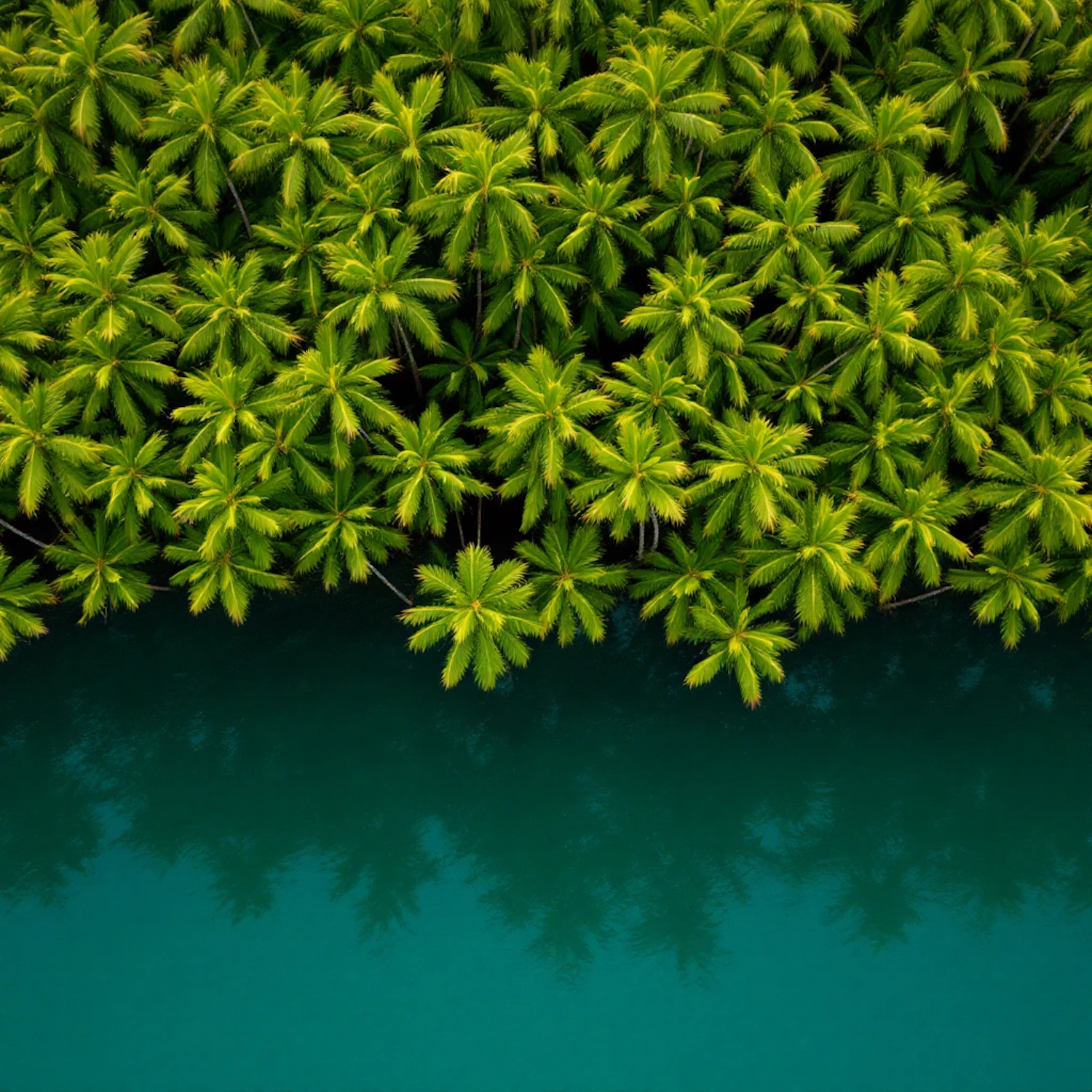 Tropical Palm Reflection