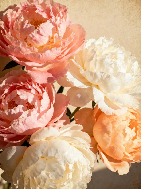 Pastel Peony Bouquet
