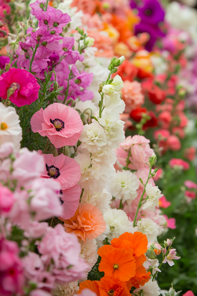 Vibrant Flower Display