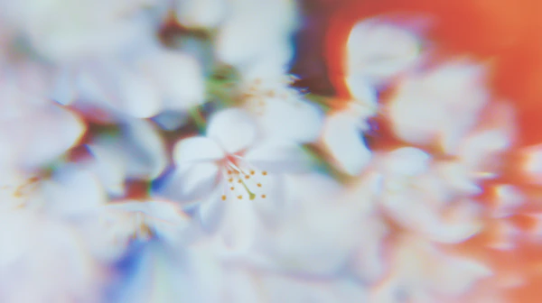 Dreamy White Flowers