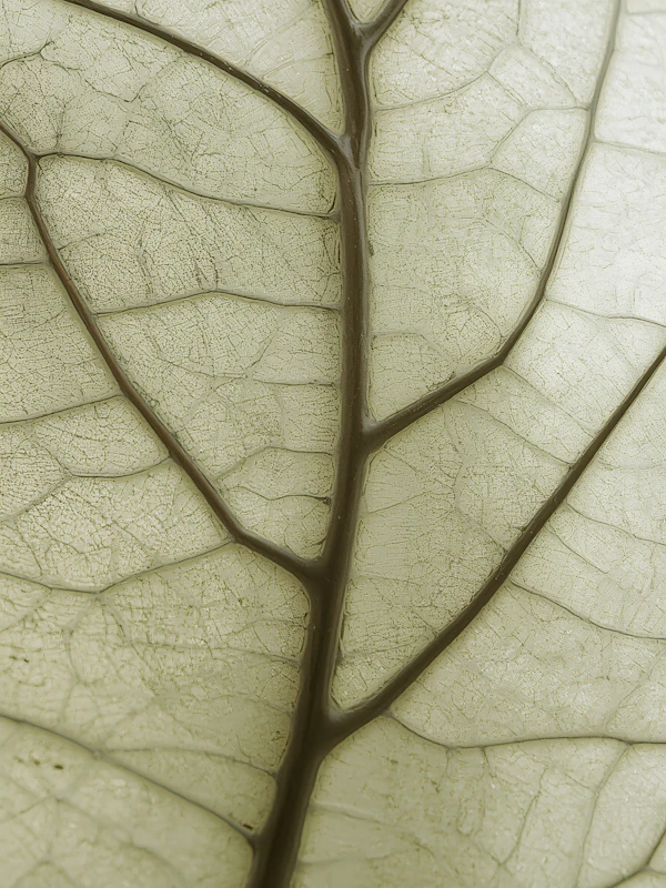 Leaf Vein Close-Up