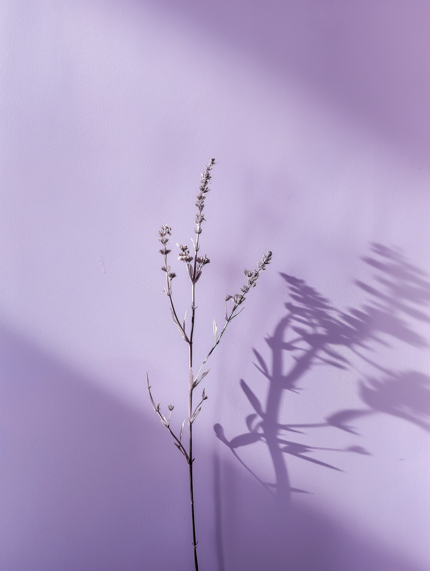 Ethereal Plant Shadow