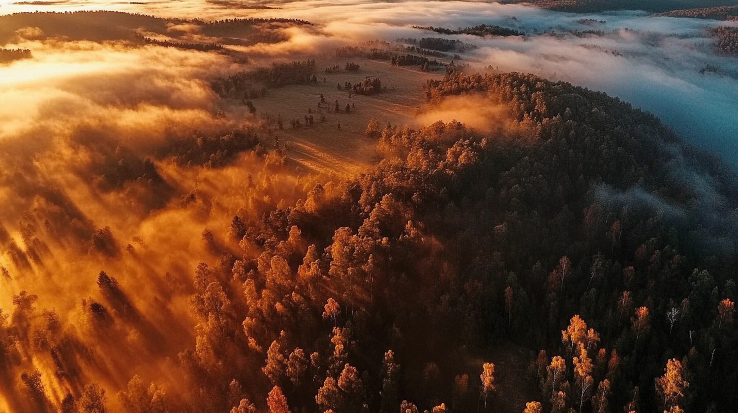 Aerial View of Forest at Sunrise