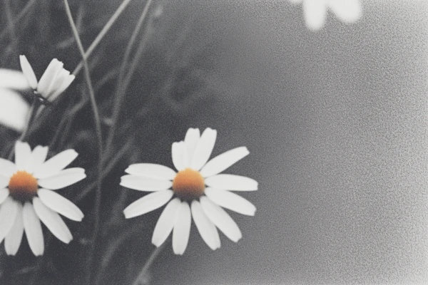 Close-Up White Daisies