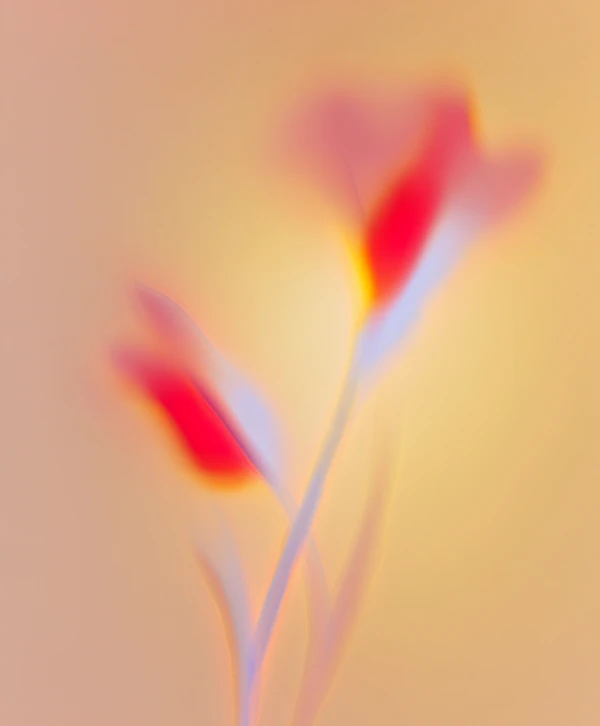 Abstract Floral Art