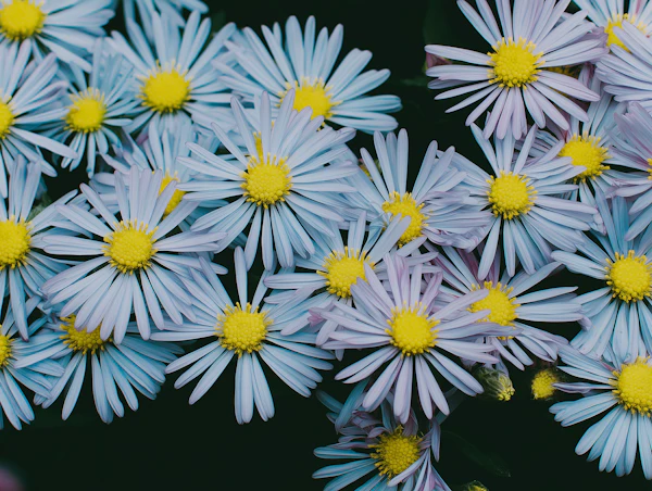 Cluster of Blue Aster Flowers
