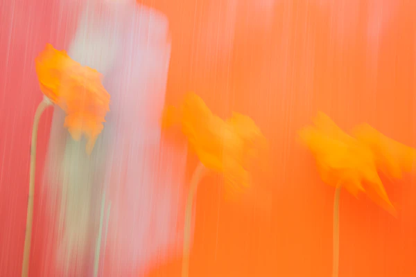 Abstract Floral Motion