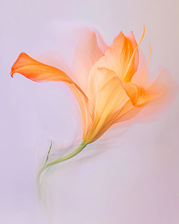Ethereal Orange Lily
