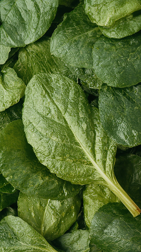 Fresh Spinach Close-Up