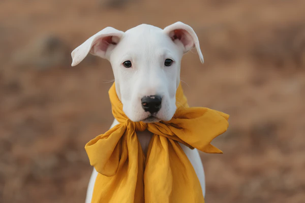 Fashionable Cute Dogo Argentino