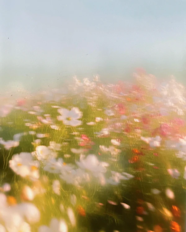 Dreamy Flower Field