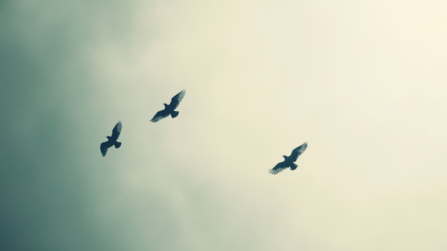 Birds in Flight