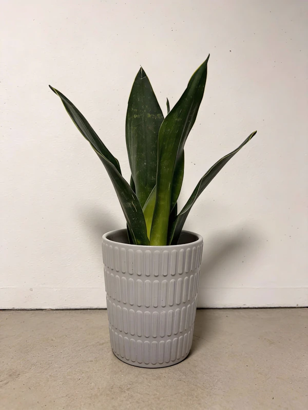Minimalist Potted Plant