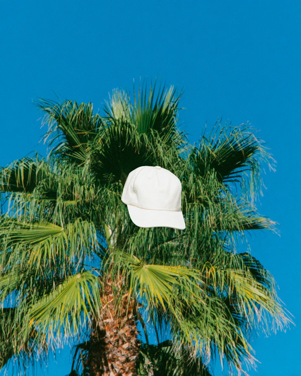 White Cap and Palm Tree
