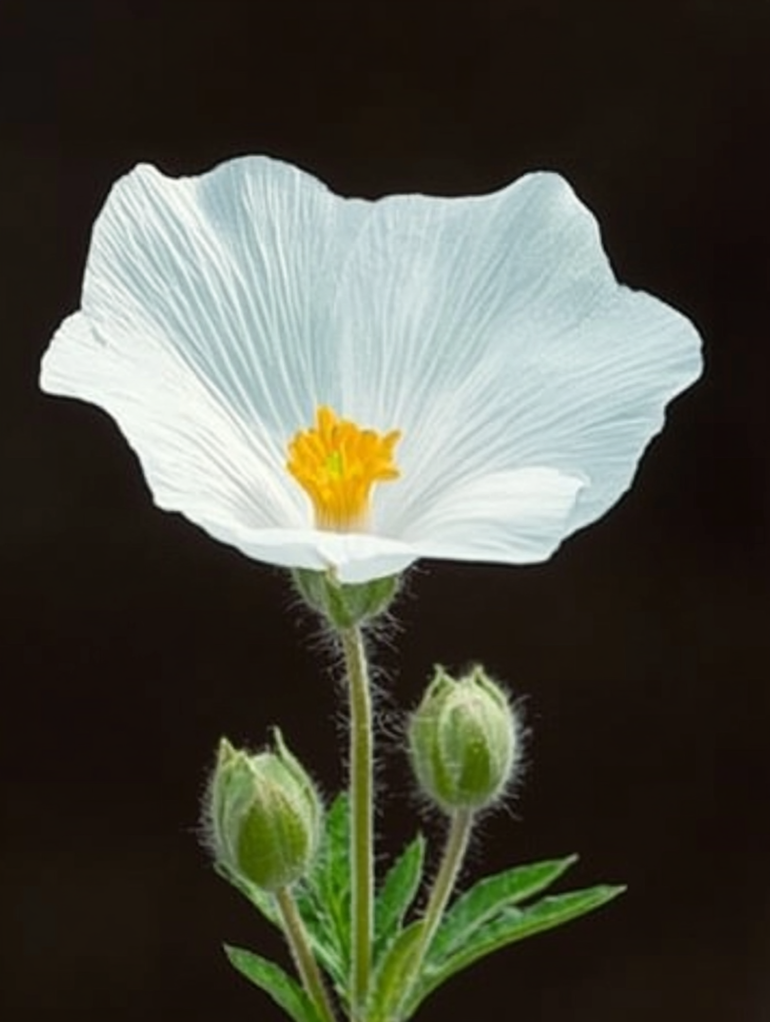 Delicate White Flower