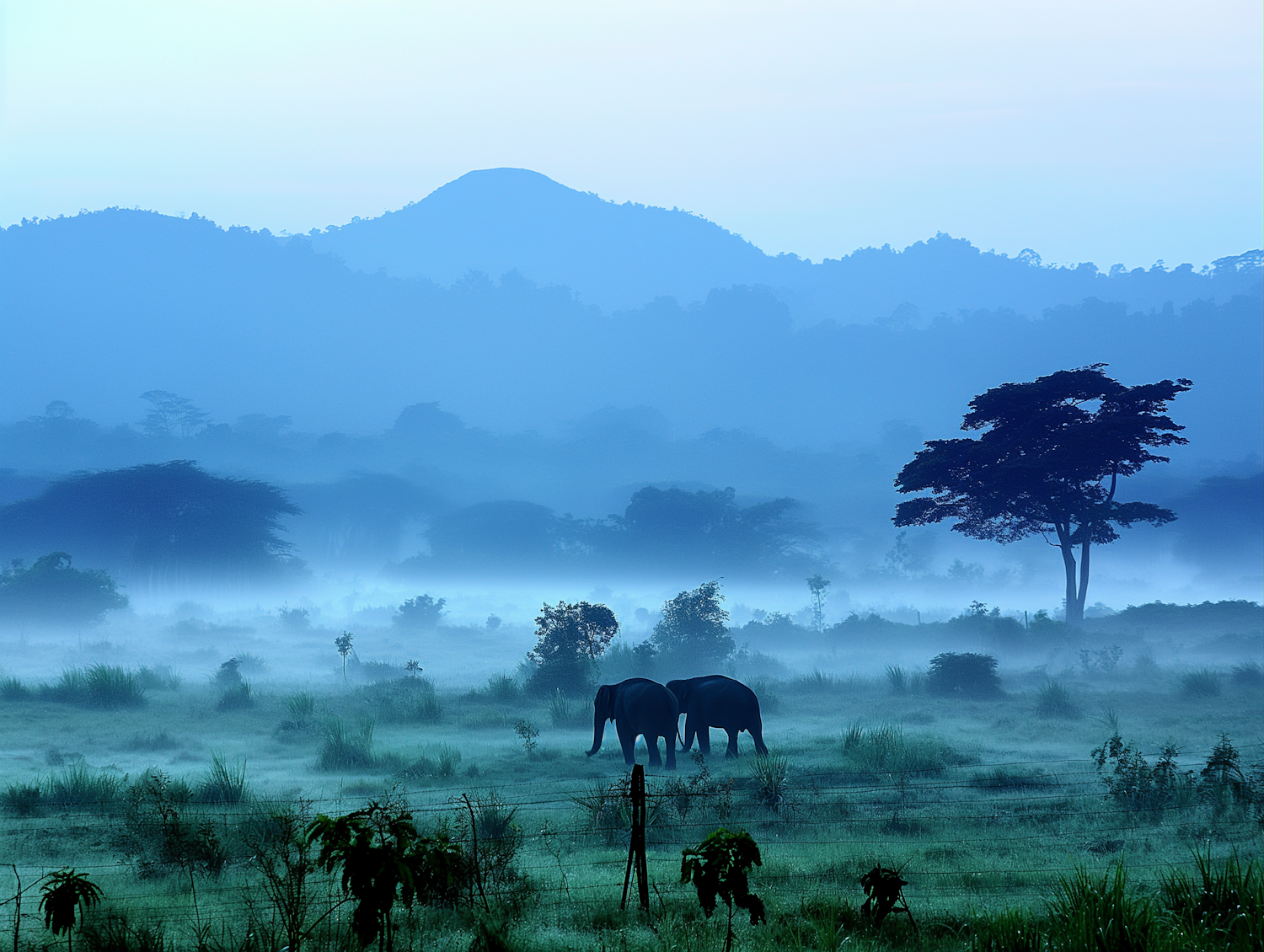 Mystic Elephants in Foggy Landscape