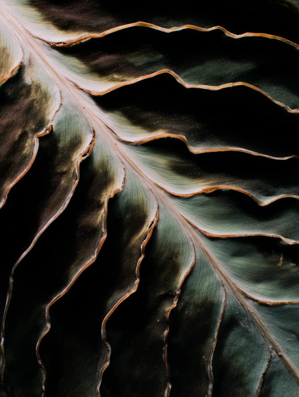 Intricate Leaf Veins