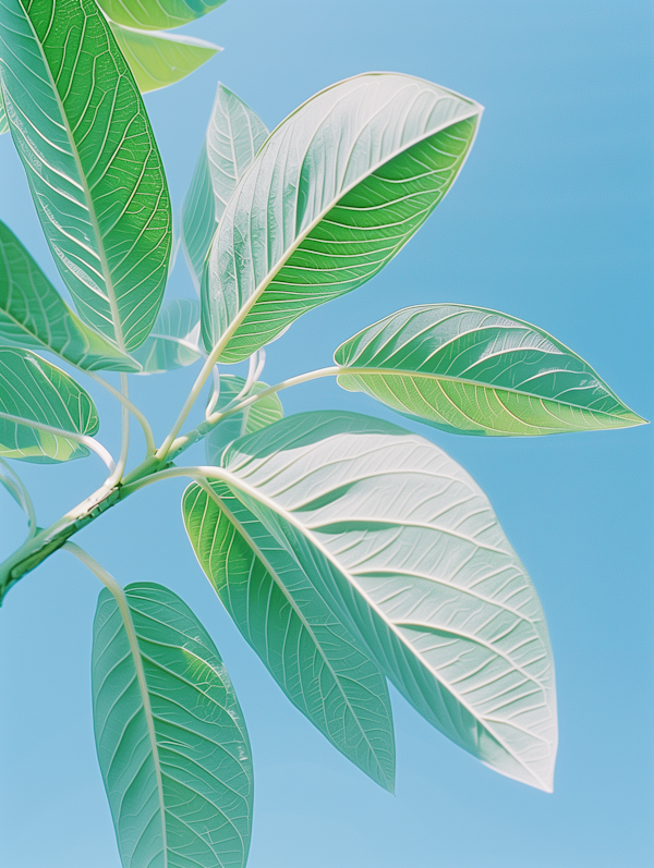 Lush Green Leaves Against Sky-Blue