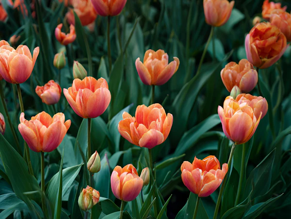 Bright Orange Tulips