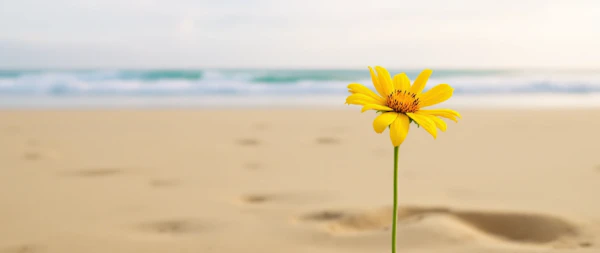 Solitary Yellow Flower on Beach