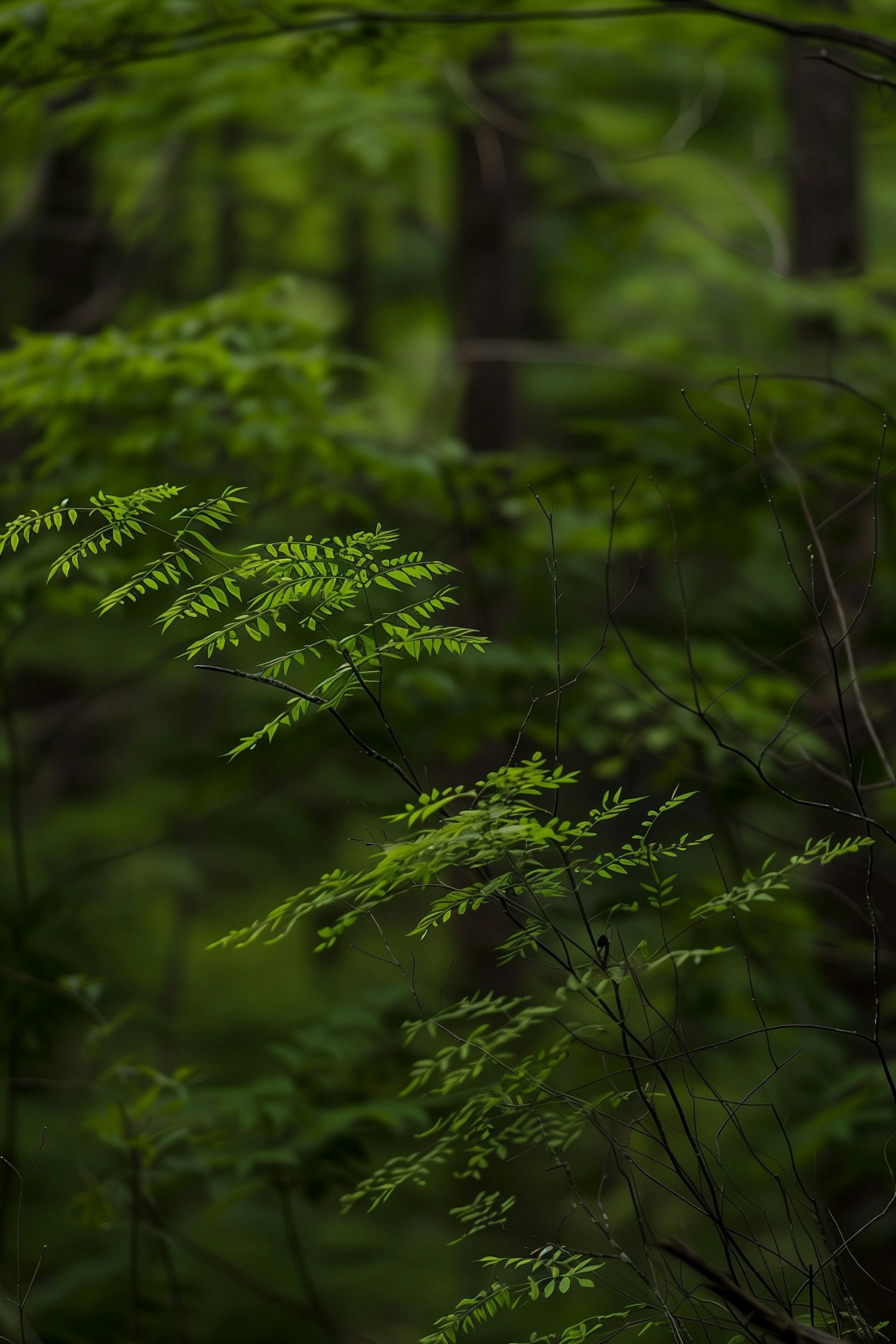 Serene Forest Ferns