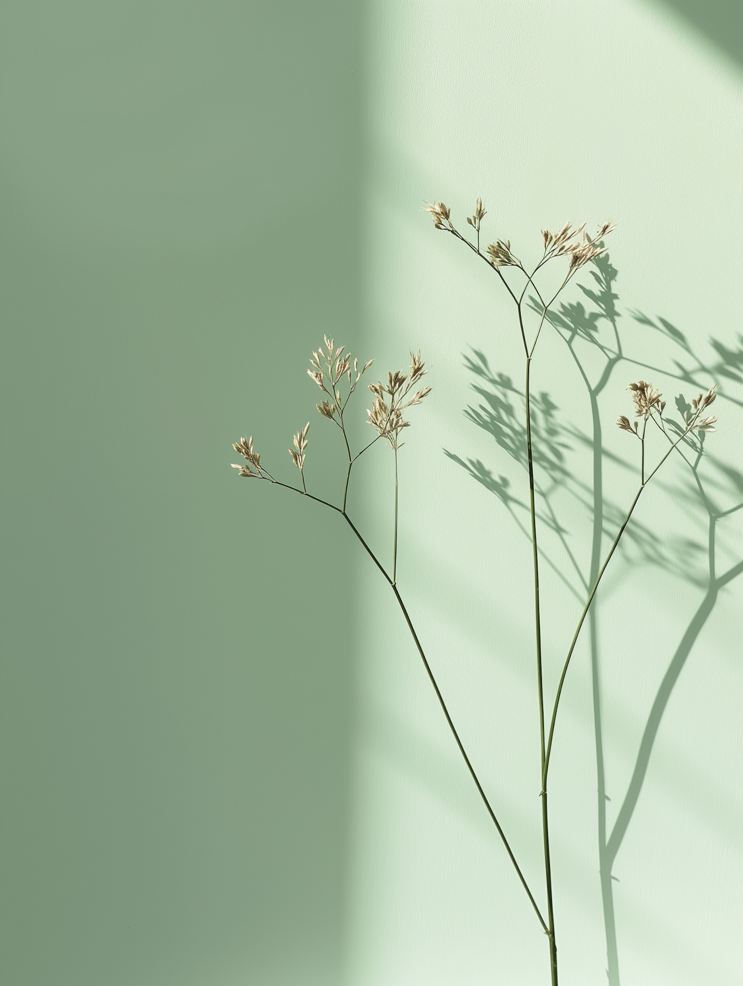 Minimalist Plant Shadows