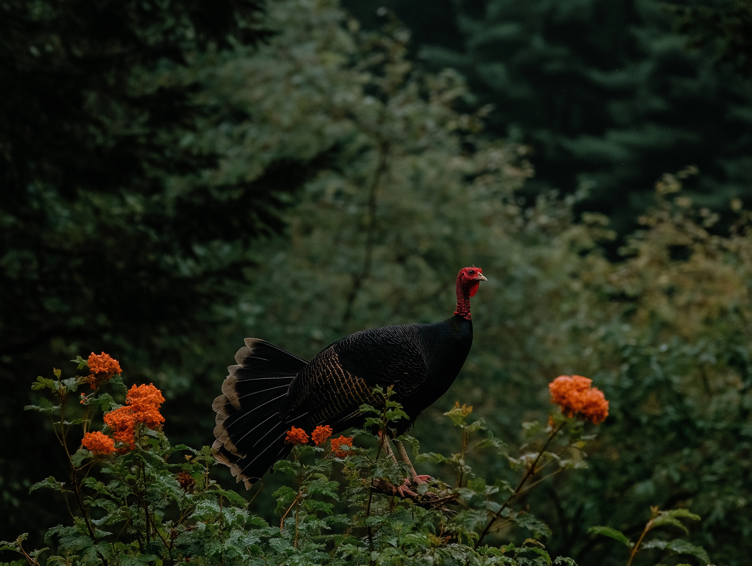 Vivid Red-Headed Bird in Lush Greenery